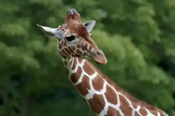 adjustment-layers-tutorial