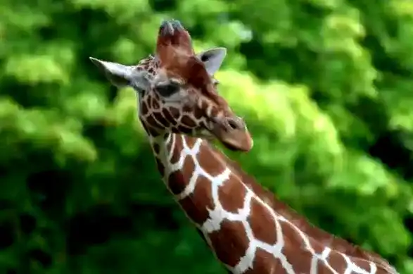 adjustment-layers-tutorial