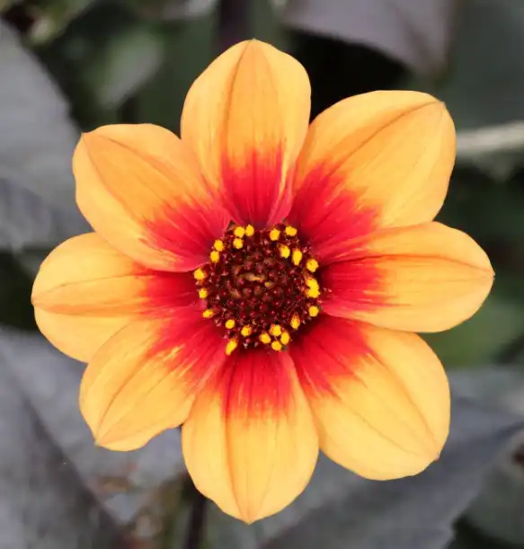 art-history-brush-tutorial