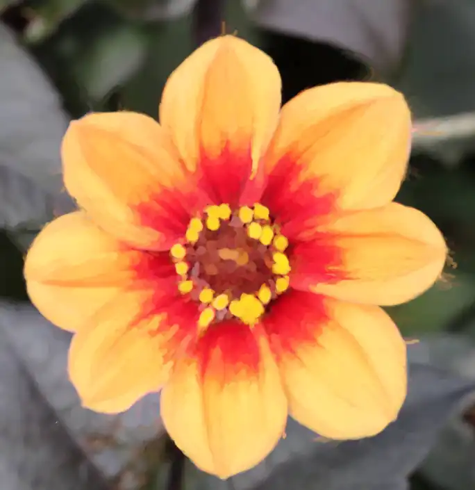 art-history-brush-tutorial