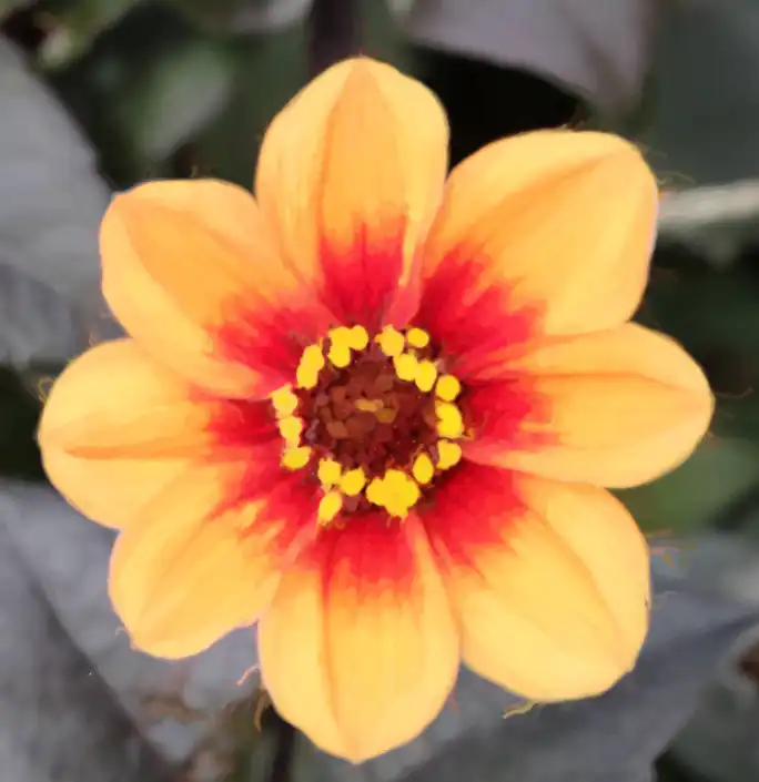 art-history-brush-tutorial