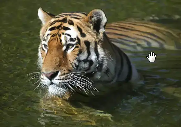 Photoshop Hand Tool Tutorial