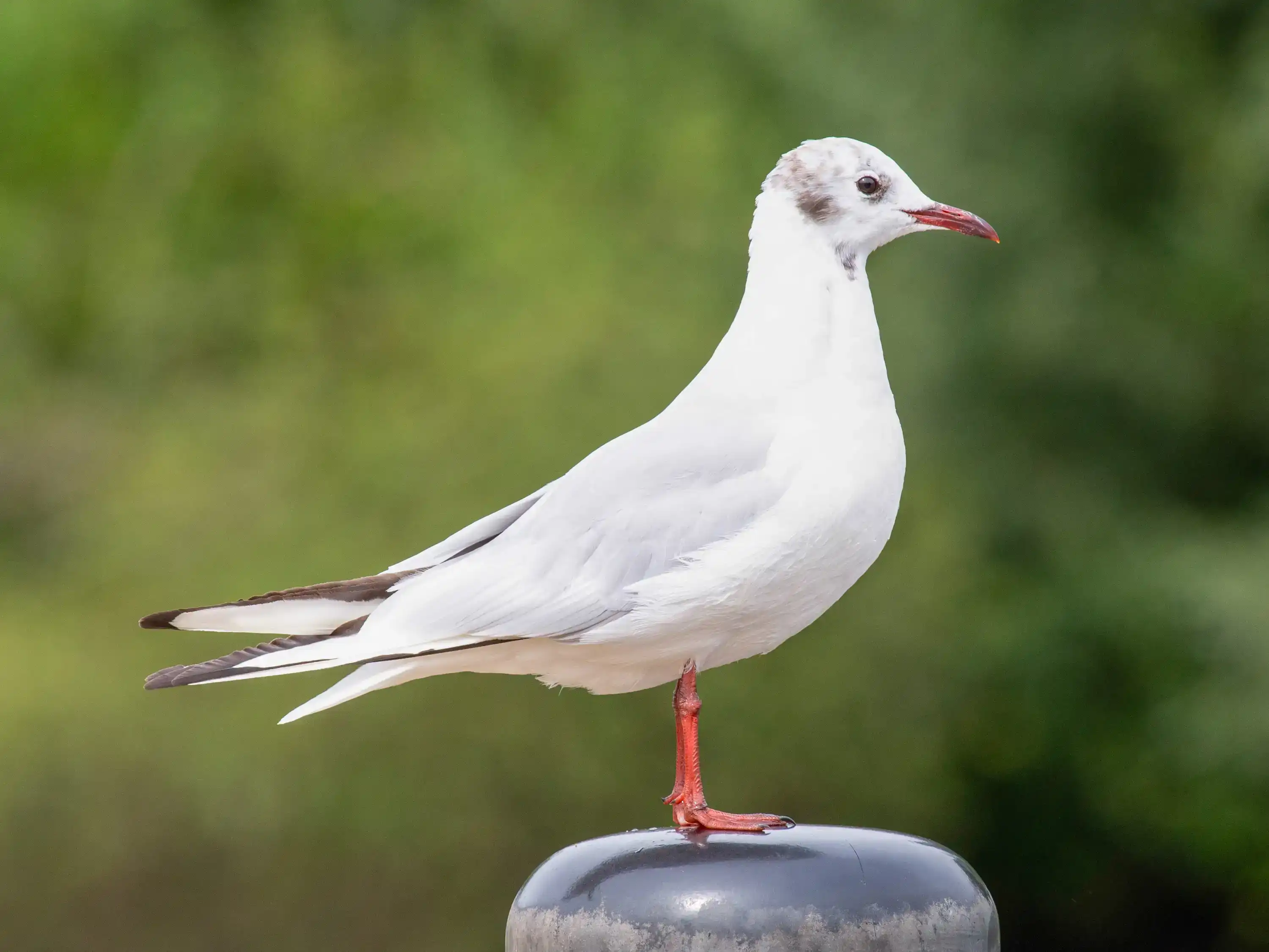 comparison of raw vs jpeg images