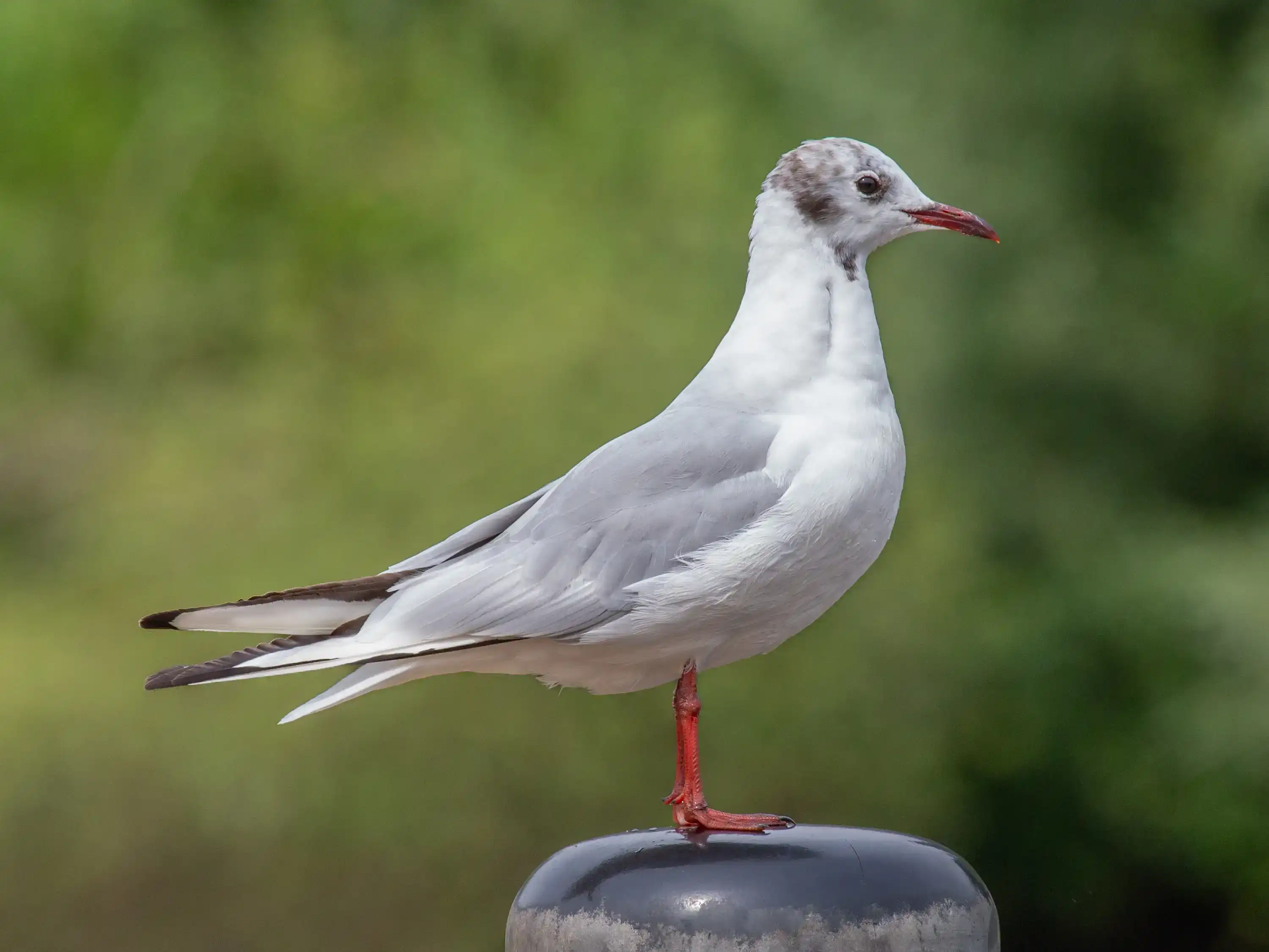 comparison of raw vs jpeg images