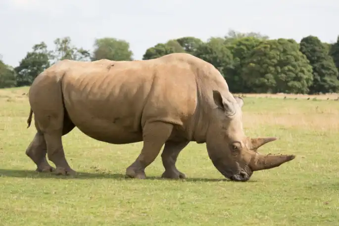 Photoshop Layer Masks basics Tutorial