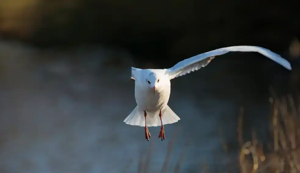 Photoshop Patch Tool Tutorial