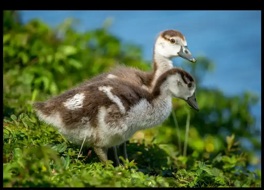 Photoshop Screen Modes Tool Tutorial