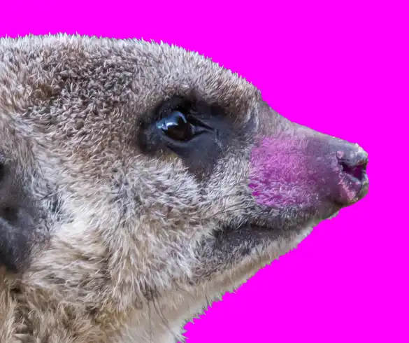 Photoshop Select and Mask Tool Tutorial