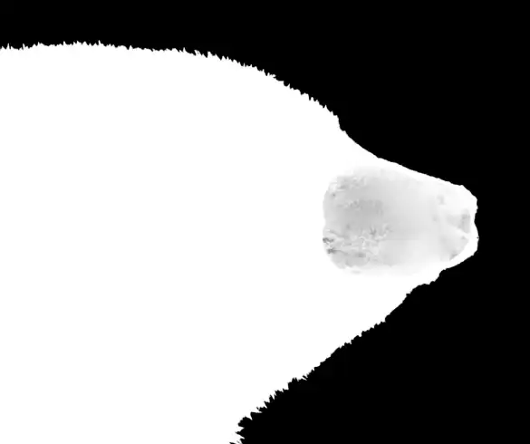 Photoshop Select and Mask Tool Tutorial