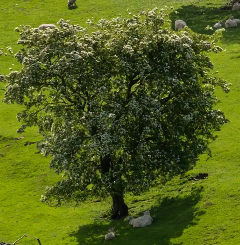 Photoshop Resize Object with Move Tool tutorial